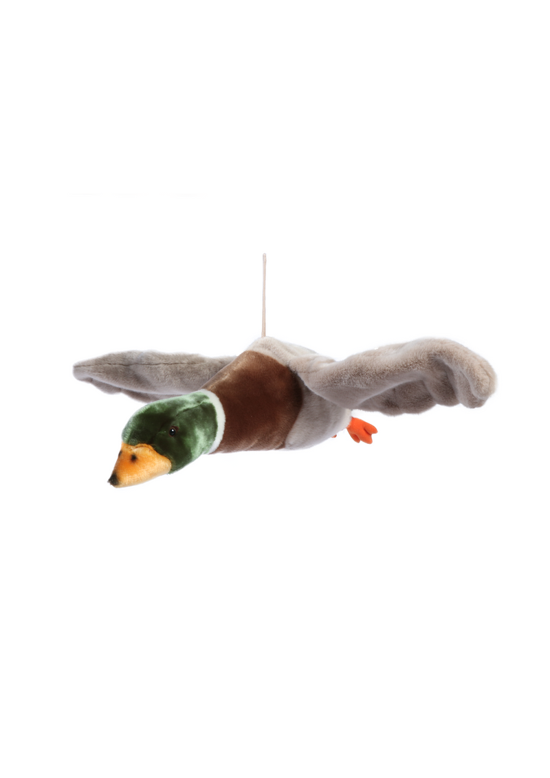Alain the flying duck